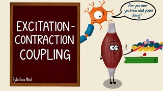 Excitation Contraction Coupling  Skeletal Muscle Contraction  Cross Bridge Cycling  Myology [upl. by Airotnes917]