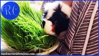 Fresh Grass for Guinea Pigs Grown Indoors  Episode 44 [upl. by Adnot]