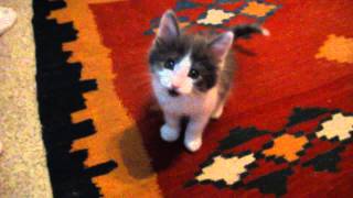 Funny kitten meowing for his milk [upl. by Evyn]