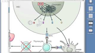 Negative Selection and AIRE [upl. by Colbert]