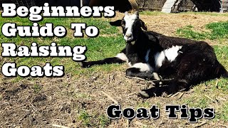 Beginners Guide To Raising Goats  Goat Tips  Goat Video [upl. by Urson]