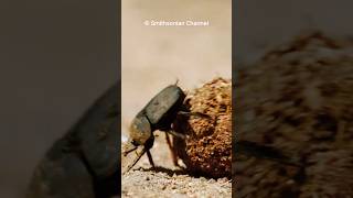 Dung Beetle  The Strongest Bug 🐞 🐞 [upl. by Aramac6]