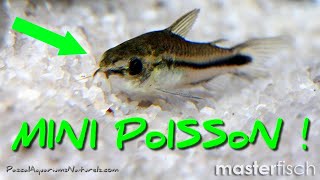 Corydoras pygmaeus nains  Masterfisch  Pascal Aquariums Naturels [upl. by Kaiser]