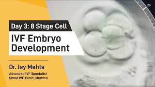 IVF Embryo DevelopmentDay 3  Embryo Journey 8 Cell Stage  Time Lapse Imaging Part 3 Dr Jay Mehta [upl. by Endaira]