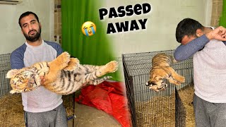 Tiger Passed Away😭Chor k Chla Giya Ye bhi [upl. by Appilihp]