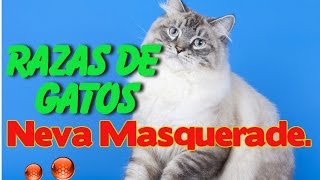 Gatos Neva Masquerade  Caracteristicas del Gato Neva Masquerade [upl. by Seagrave841]