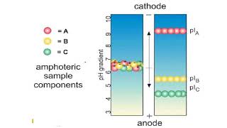 Isoelectric focusing gels II Protein Electrophoresis [upl. by Cooke]