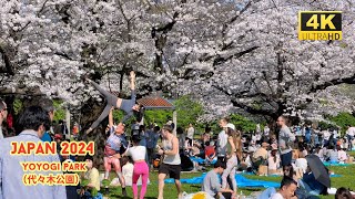 4k hdr japan travel 2024  Cherry blossoms in Yoyogi Park（代々木公園）Tokyo  Best sakura viewing place [upl. by Ennaillij]