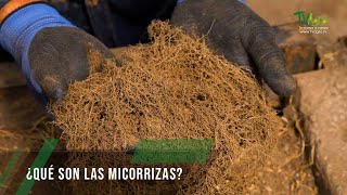 Qué son las micorrizas  TvAgro por Juan Gonzalo Angel Restrepo [upl. by Lyrehs522]