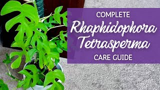 Mastering Rhaphidophora Tetrasperma A Comprehensive Care Guide [upl. by Tarryn897]