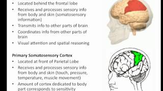 The Brain  Parietal Lobe [upl. by Tjon]