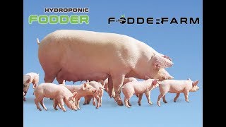 Hydroponic Fodder For Swine [upl. by Nivlak]