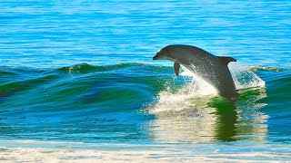 Sanación Milagrosa con Canto y Sonidos de Delfines Ballenas y Orcas  Cetáceos 🐋🐬🐳 Sonido Real 8D [upl. by Camile351]