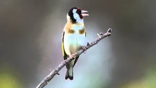 Cardellino quotCantoquot Carduelis carduelis [upl. by Lladnew]