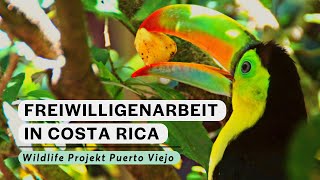 Wildlife Projekt Puerto Viejo  TierschutzProjekt im Dschungel  Freiwilligenarbeit in Costa Rica [upl. by Ennaitsirhc]