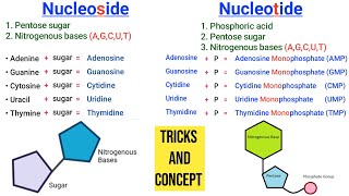 Learn Nucleoside and Nucleotide with one Shortcut  Nucleoside vs Nucleotide [upl. by Mosra]