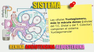 Sistema Renina Angiotensina Aldosterona  SÚPER EXPLICACIÓN  Tipos de ECA Receptores AT1 AT2 [upl. by Anelrad752]