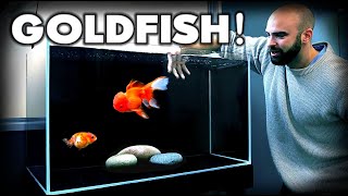 MAKING a FANCY GOLDFISH AQUARIUM Ranchu amp Oranda  MD Fish Tanks [upl. by Aneel23]