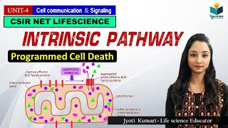 INTRINSIC PATHWAY OF APOPTOSIS Part3  CSIR NET  GATE  MSc  BSc [upl. by Esinehs]