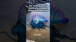 se vedi questo animale scappa immediatamente Physalia physalis curiosità misteri abissi [upl. by Chickie]