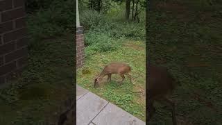 muntjac coming to the door for food [upl. by Wiebmer]