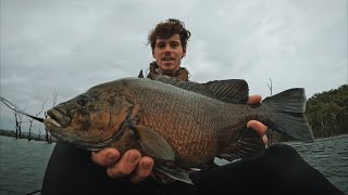 BIG SOOTY GRUNTER FISHING IN DAMS  MACKAY FISHING [upl. by Evyn]