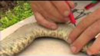 Floridas Venomous Snakes 0810  Rattlesnake Dissection [upl. by Lenehc]