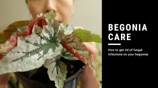 BEGONIA CARE  HOW TO GET RID OF FUNGUS ON YOUR PLANTS [upl. by Harlan]