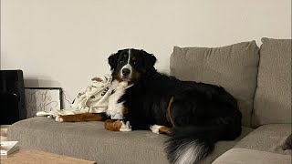 Bernese mountain dog grooming w haircut owner request [upl. by Nabois]