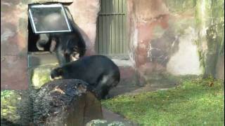 Andean Bear Kangaroo Giraffes Lions Nuernberg Zoo [upl. by Aikem]