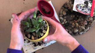 Simple Succulent Planting [upl. by Helbonnas]