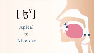 ɮˁ  voiced pharyngealized apical alveolar lateral fricative [upl. by Clay84]