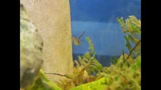 Mosquitofish Gambusia affinis Slideshow [upl. by Velleman633]