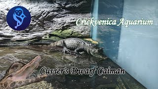 Cuvier törpekajmán  Cuviers Dwarf Caiman  Crickvenica Aquarium [upl. by Katina]