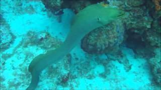 Green Moray Eel Attacks Diver ★★★★★ [upl. by Enirehtak]