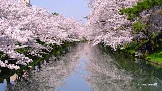 弘前公園 日本三大桜名所 4K Japan Most Beautiful Cherry blossoms  Hirosaki Park 東北の絶景 Sakura Landscape UHD [upl. by Ellennahc]