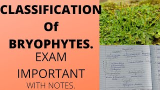 CLASSIFICATION OF BRYOPHYTESbsc botany [upl. by Nobe871]