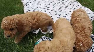 Miniature Labradoodle Puppies For Sale [upl. by Ollehto]