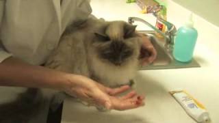 How to Treat Hairballs in Cats [upl. by Qifahs]