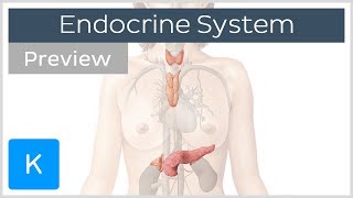 Overview of the Endocrine System preview  Human Anatomy  Kenhub [upl. by Yenduhc]