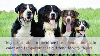 11 Things You Should Know About Entlebucher Mountain Dog [upl. by Scoter]