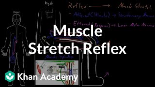 Muscle stretch reflex  Organ Systems  MCAT  Khan Academy [upl. by Wycoff814]