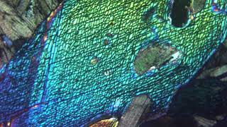 Amphibole hornblende verte au microscope polarisant LPA [upl. by Sug109]