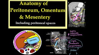 Anatomy of PeritoneumOmentum and Mesentery Including peritoneal spaces l radiology [upl. by Webster]