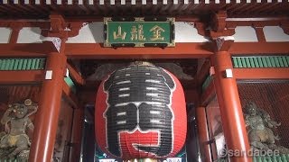 JAPANほうずき市浅草寺四万六千日。Chinese Lantern Plant Market in Asakusa Sensoji [upl. by Layor]