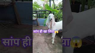 जलवा  Jalwa trendingshorts youtubeshorts shakirwithnature [upl. by Oloapnaig519]