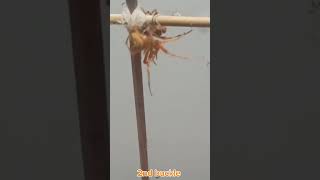 Tersera Masbate line 3 😱 spiderfights [upl. by Kampmann]