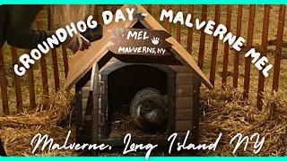 Malverne Mel  Groundhog Day 2024 Spring prediction [upl. by Arutnev987]