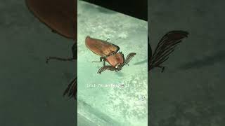 Eyelash bug  tiktok meme  tiktok wig  tiktok viral  tiktok eyelashes [upl. by Eltotsira]