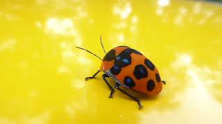 Shieldbacked Jewel Bug Poecilocoris druraei Pulchowki Kathmandu Valley Nepal 4 Sept 2024 [upl. by Pessa]